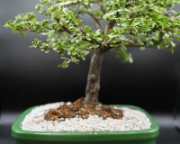 Parrots beak bonsai tree in 10 inch pot