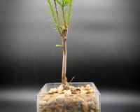 Bald Cypress Bonsai Tree in Glass