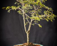 Large Divi Divi bonsai tree