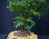 Jaboticaba flowering bonsai tree