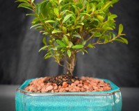 Brush Cherry Indoor Bonsai Tree Small