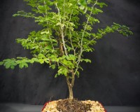 Rare Jamacian raintree flowers yellow