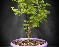 Pre bonsai Brazilian Raintree which just needs a 10 inch pot