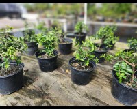 Weeping cherry prebonsai tree.  4/6 inch pot.