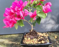 Bougainvillea bonsai tree by Master Bonsai Brenda C