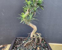 Podicarpus in 6inch pot styled.