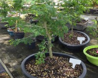 7yr brazilian raintree in 8inch pot