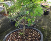 New crop Brazilian raintree in 10 inch pot