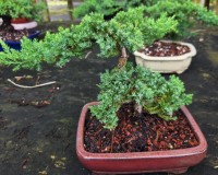 Juniper bonsai tree for beginner bonsai lovers