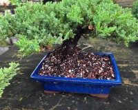 Juniper Bonsai Tree with stone