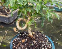 Styled Umbrella bonsai tree for the true beginner coiled