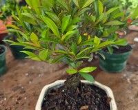 Brush Cherry Indoor Bonsai Tree Large