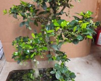Fukien tea 17yrs old white flowers red berries LR1