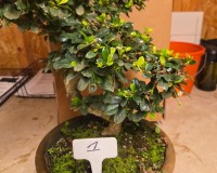Small Leaf Fukien Tea Bonsai Tree 12yrs Old  FK2