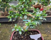 Fukien Tea Bonsai Tree 11yrs Old