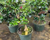 Lousbonsai.com fukien tea bonsai  in 6inch pot Use your pot