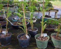 REDWOOD PREBONSAI TREE