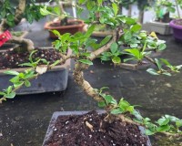 Lousbonsai.com fukien tea bonsai  in 6inch pot Use your pot