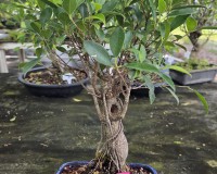 Ficus Retusa Bonsai Tree By Lousbonsai