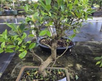 Ficus Retusa Bonsai Tree 13yrs Old