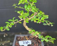 Lousbonsai.com fukien tea bonsai  in 6inch pot Use your pot