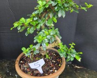 Small Leaf Fukien Tea Bonsai Tree 17yrs Old  FK2