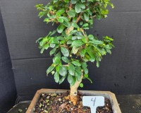 Fukien tea 12yrs old white flowers red berries LR1