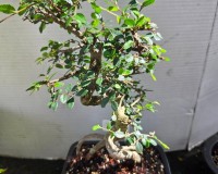 11yr Old Chinese Elm bonsai tree.  What structure aerial roots