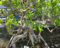 Ficus retusa  monster trunk bonsai tree 55yrs old
