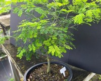 Brazilian Raintree Beginner bonsai