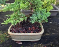 Prebonsai Juniper Bonsai Tree
