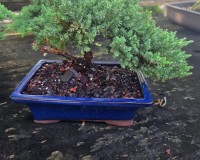 Juniper Bonsai Tree with stone