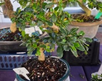 17yr FUKIEN TEA