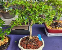 Monster Black Olive Specimen OLVSP1  SOLD