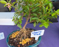 Flowering Cherry Indoor Bonsai Tree