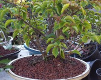 Flowering Red and Orange Bougainvillea Bonsai Tree 20yrs Old