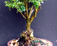 Varigated Serissa Flowering Aerial Roots bonsai tree