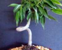 Coiled Ficus Oriental Small Indoor Bonsai Tree Small