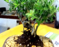 Banyan Serissa White Flowering Bonsai Tree MEDIUM