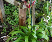 LARGE 14INCH BROMELIAD RED/ORANGE RARE