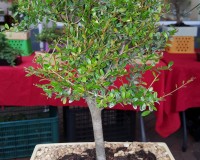 *Nia Rare BOXWOOD BONSAI TREE