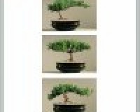 Juniper Bonsai 3Pack Shaped Tree