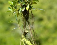 17yrs old Banyan Ficus Bonsai Tree No longer allowed in USA (SORRY SOLD DO HAVE A FEW CLOSE)