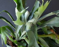 staghorn 6 inch basket
