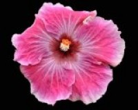 One Gallon Dwarf Hibiscus Pink one gallon