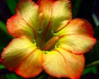 Honey Color Desert Rose seeds. Check out the color..
