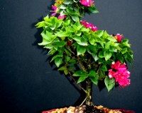 Saint Joes Flowering Bonsai Tree