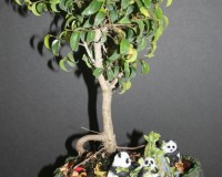 Dwarf Ficus too little bonsai tree in Panda Bear Bonsai Pot Limited offering