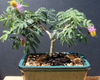 Princess Earrings Flowering Bonsai Tree