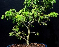 Brazilian Raintree Bonsai Tree 14yrs